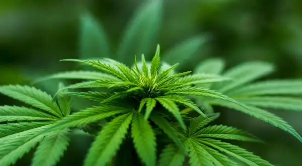 Pianta di cannabis in crescita, con foglie verdi vibranti. Immagina il suo potenziale in una grow box 150x150x200.