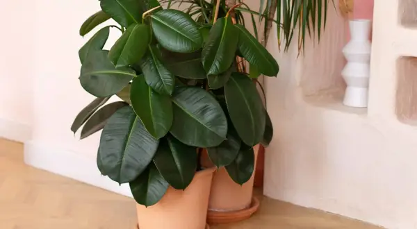 Un rigoglioso Ficus elastica con grandi foglie verdi lucide, in vaso di terracotta, accanto a un'altra pianta e a una nicchia decorativa con un vaso bianco.
