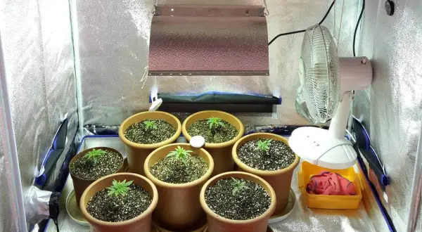 Piccola serra per coltivazione in casa con piantine in vaso, lampada e ventilatore.