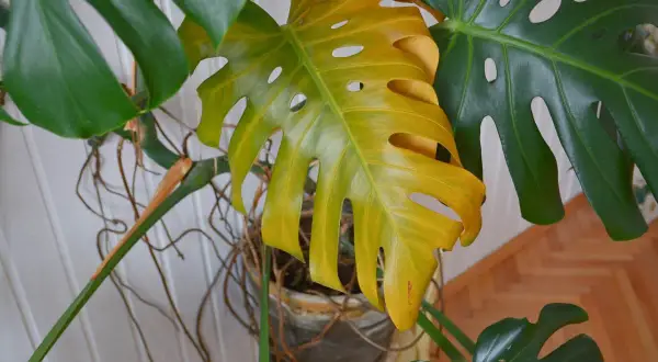 Foglie gialle di una pianta di Monstera, con radici aeree visibili e altre foglie verdi.