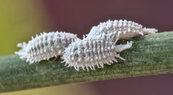 Due cocciniglie bianche, ricoperte da una lanugine cotonosa, si muovono su un fusto verde.