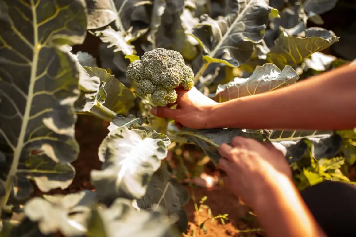 Mani raccolgono un broccolo fresco in un orto. Il momento ideale per la raccolta indica quando piantare broccoli per un raccolto abbondante.