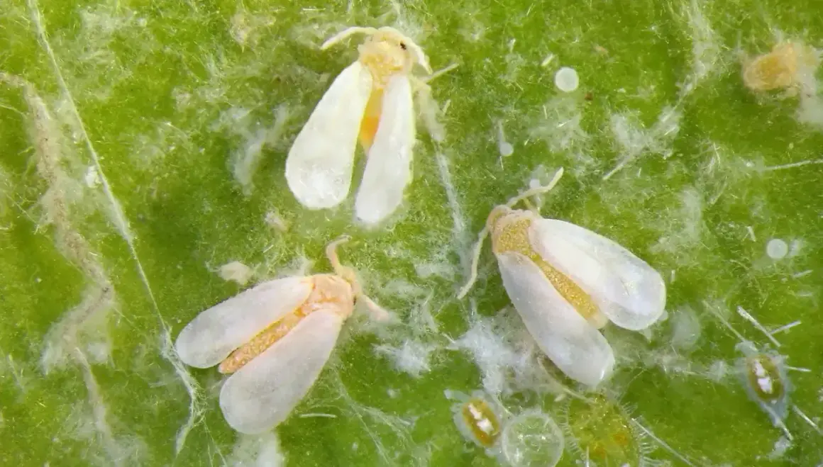 Tre mosche bianche, insetti rari e difficili da avvistare, si posano su una foglia verde.