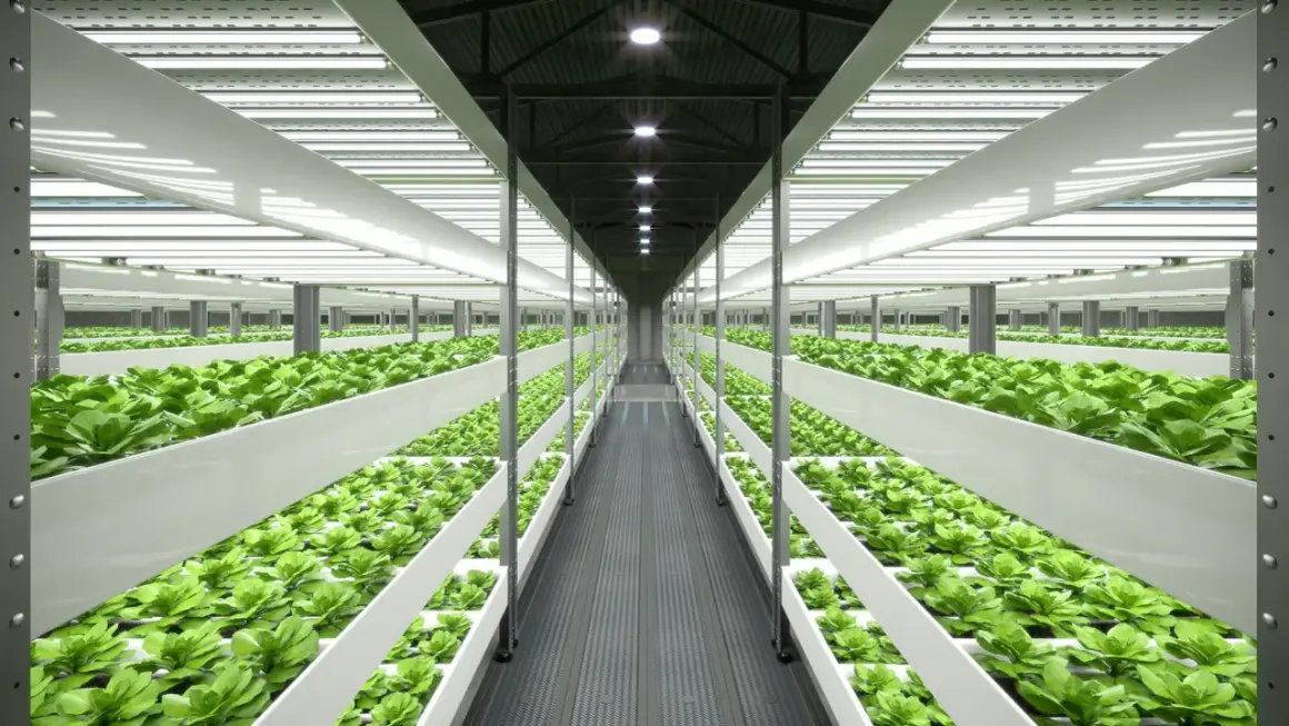 Filari di piante verdi rigogliose in un ambiente controllato, illuminato da luci artificiali. Un esempio di guida coltivazione indoor.