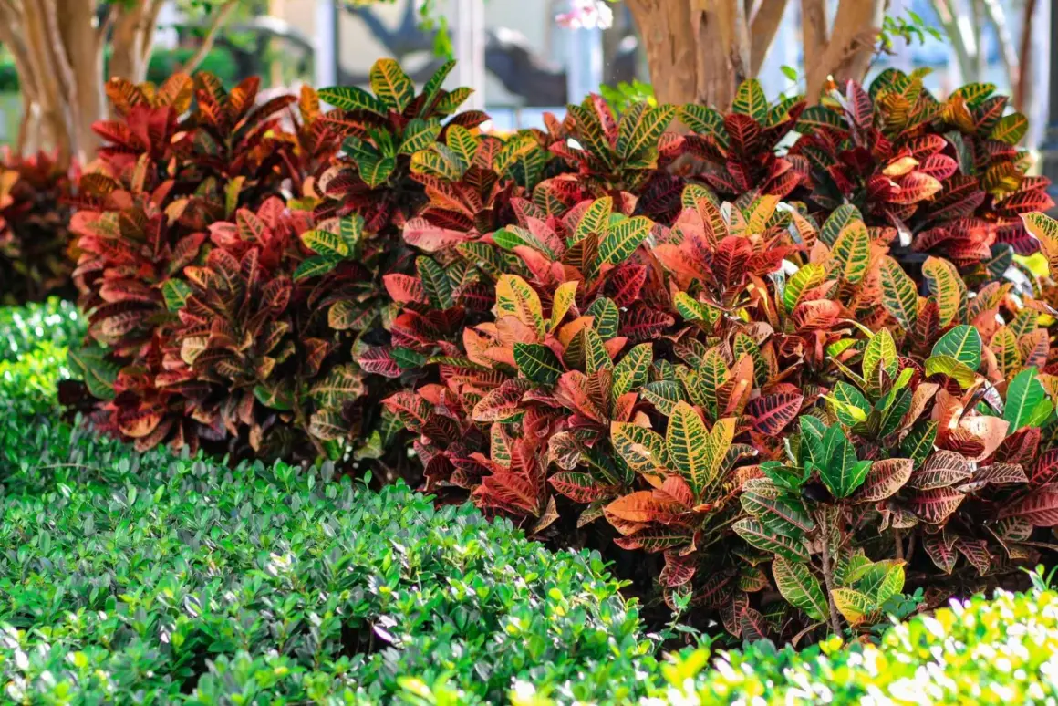 Un gruppo di piante croton con foglie dai colori vivaci, dal rosso all'arancio e al verde, fa da sfondo a un tappeto di fogliame verde brillante.