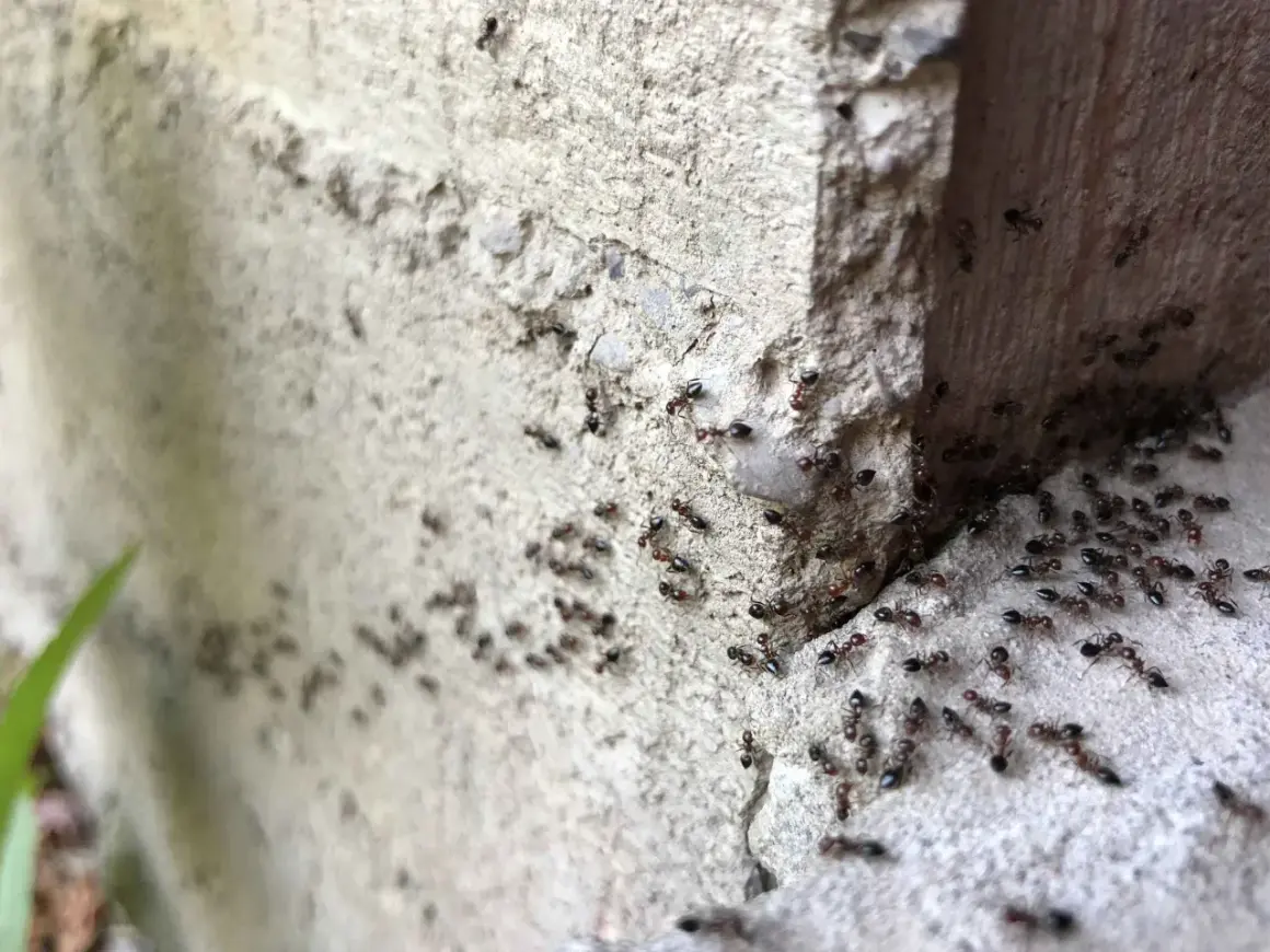 Un terreno infestato da formiche, con centinaia di insetti che si muovono su una superficie ruvida e grigia, vicino a un angolo di cemento.