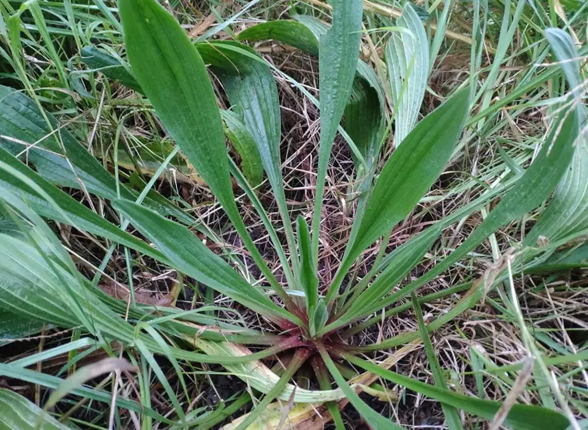 Un primo piano di una pianta con una foglia lanceolata verde brillante che si estende verso l'alto, circondata da erba secca e altre foglie simili.