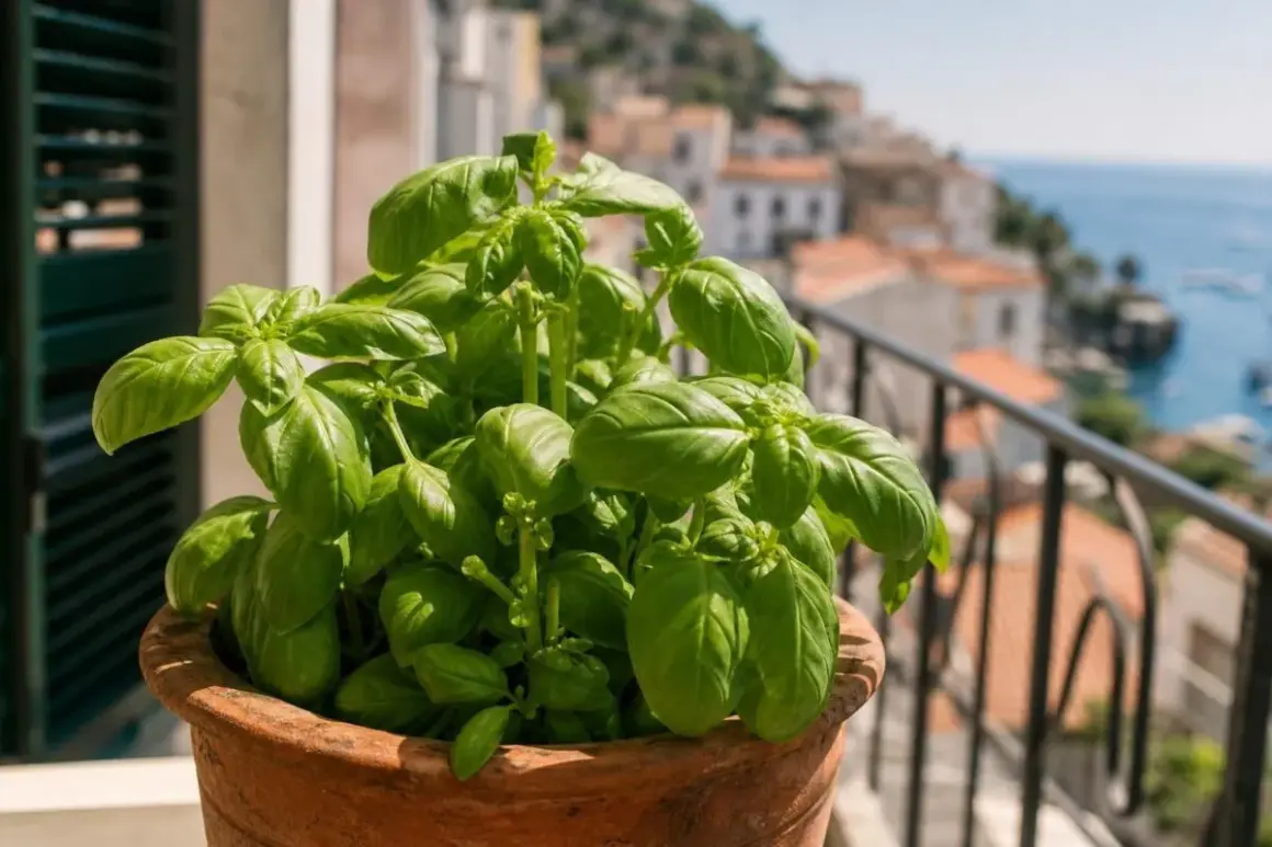 Un vaso di basilico rigoglioso sul balcone, con il mare e le case di un borgo sullo sfondo. Perfetto per piantare basilico fresco.