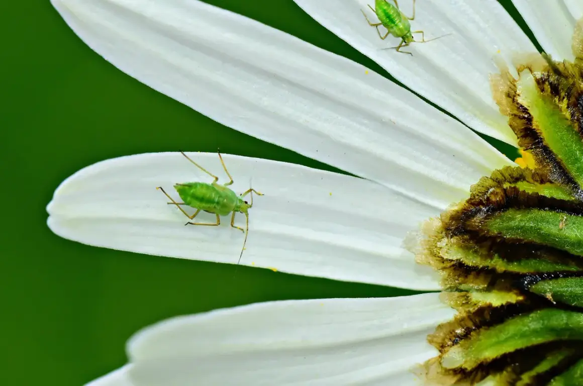 Pidocchi verdi su petali bianchi. Forse cercano dosi acqua e aceto per pidocchi per liberarsi.
