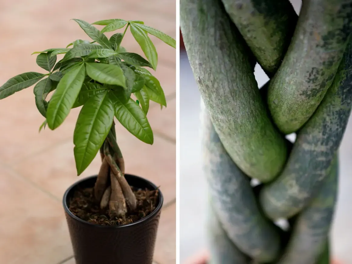 Pachira aquatica con tronco intrecciato e foglie verdi lucide. La parte inferiore mostra i tronchi intrecciati, la parte superiore la chioma.