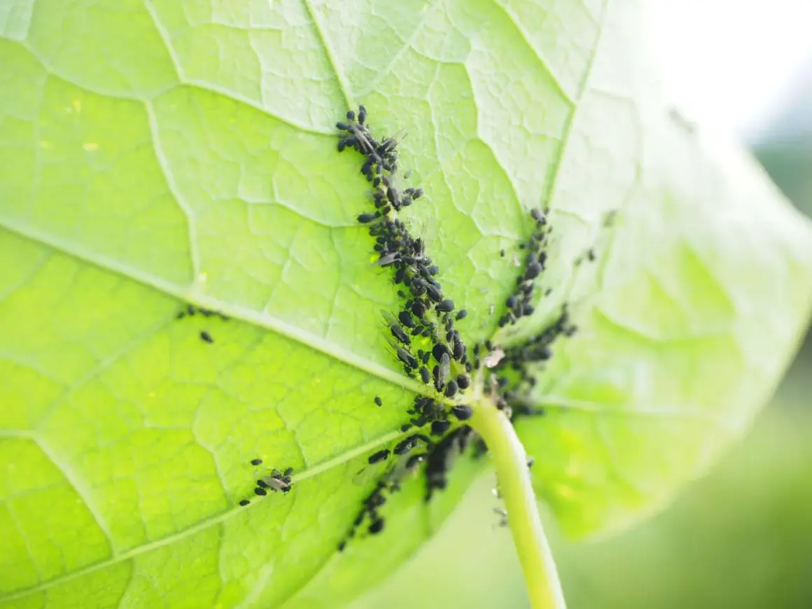 Un gruppo di afidi e formiche si muove sul lato inferiore di una foglia verde brillante, creando un'immagine di vita vegetale e insetti.