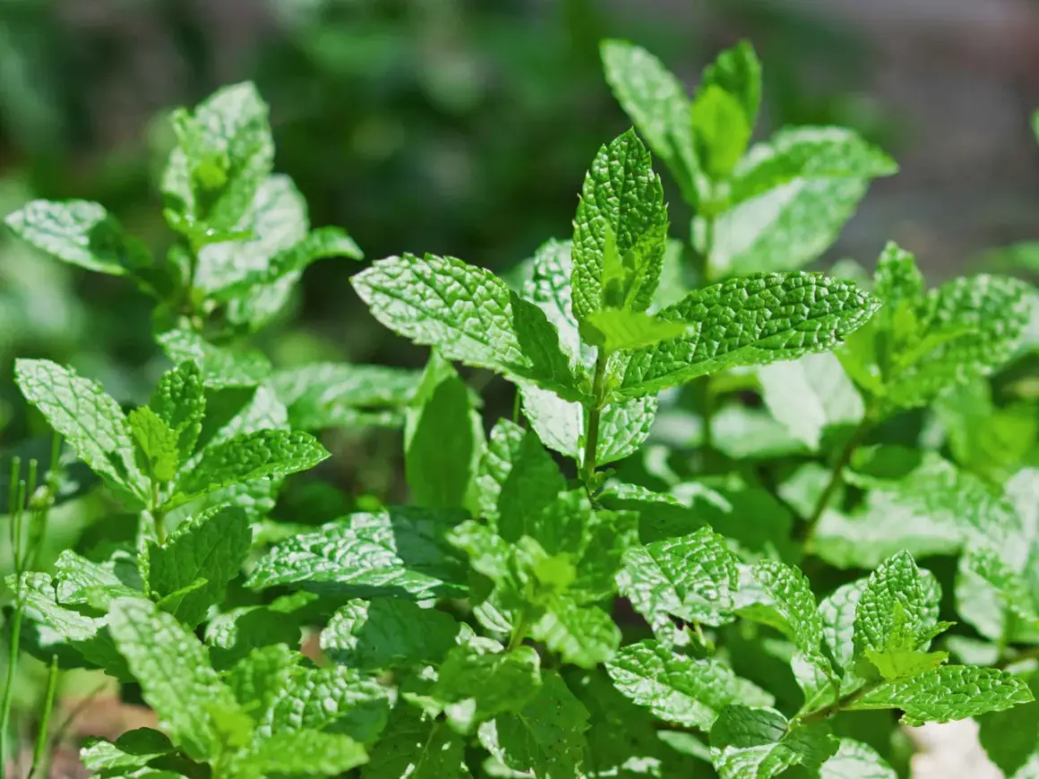 Foglie verdi e fresche di menta, pronte per essere raccolte. Impara come raccogliere la menta per il tuo tè o per insaporire i tuoi piatti.