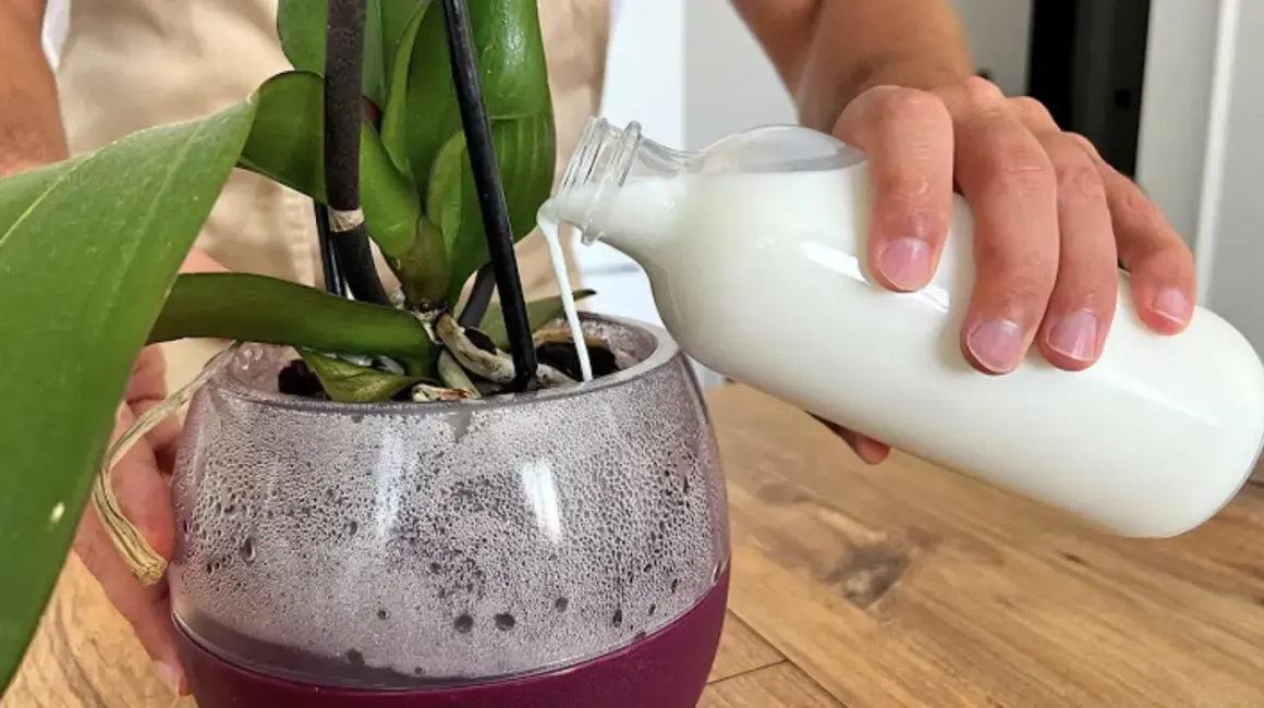 Una mano versa del latte in un vaso trasparente con una pianta d'orchidea. Il latte nutre le piante.
