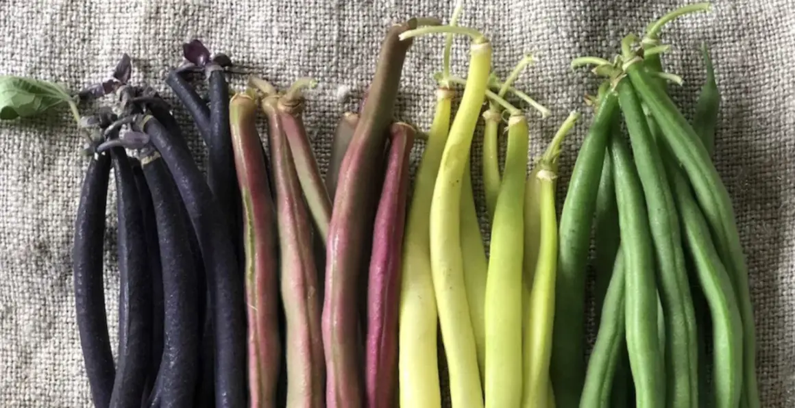 Fagiolini tipi: viola intenso, rosa-violaceo, giallo pallido e verde brillante, disposti in file su una tela grezza.