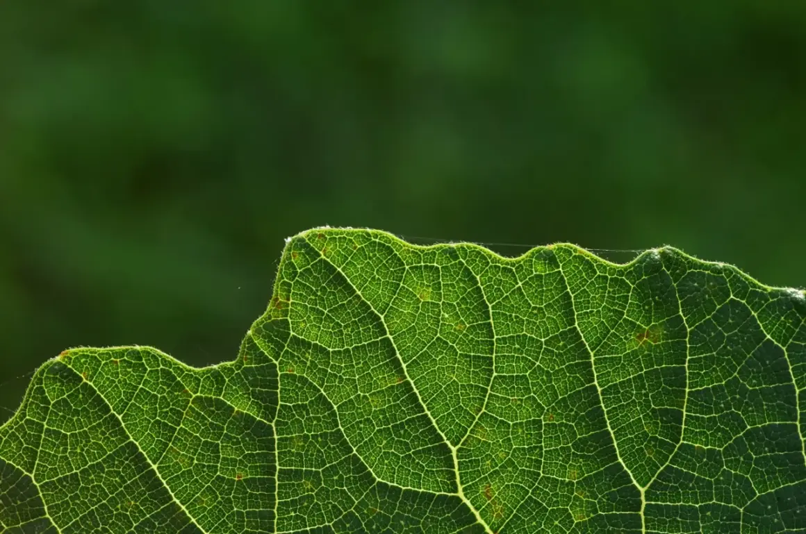 Dettaglio di una foglia verde illuminata, mostrando le venature che trasportano la linfa elaborata, essenziale per la vita della pianta.