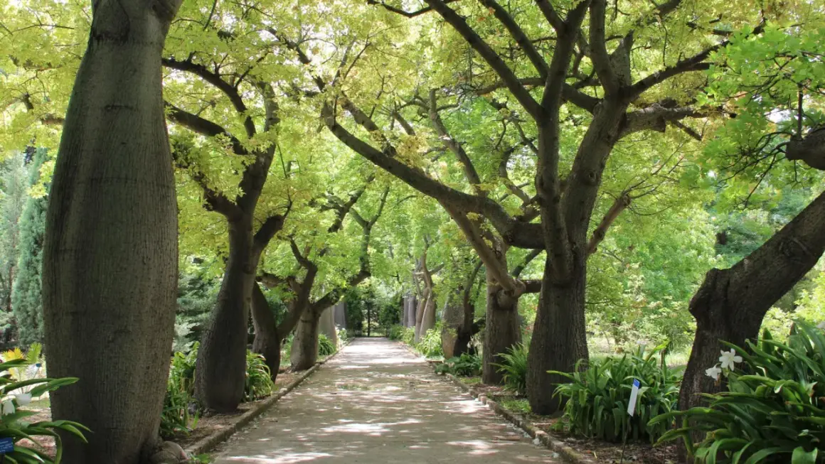 Viale alberato con imponenti tronchi di ceiba speciosa, chioma verdeggiante e un sentiero che si perde all'orizzonte.