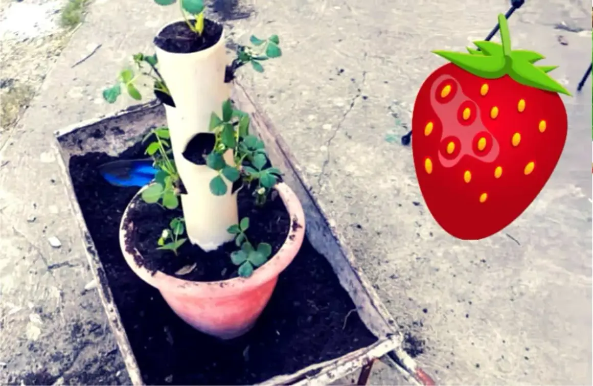 Coltivazione fragole in tubo verticale, un modo ingegnoso per avere fragole fresche in poco spazio.