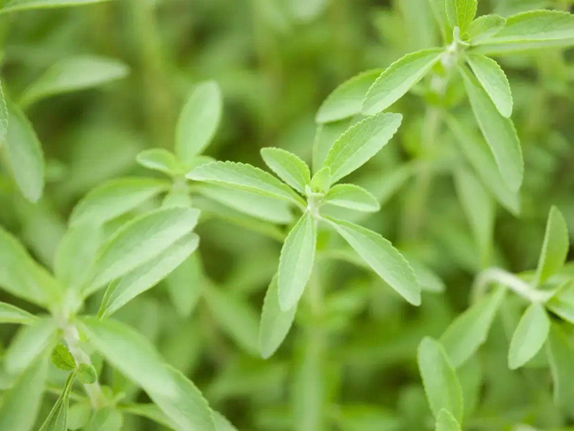 Primo piano di foglie verdi di stevia, un dolce naturale per la **stevia coltivazione** biologica.