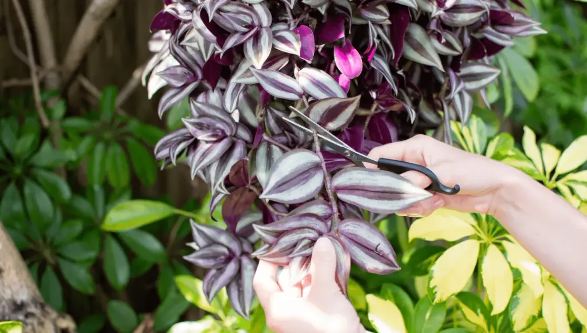 Mani che potano una tradescantia per la sua cura, tra foglie verdi e viola.