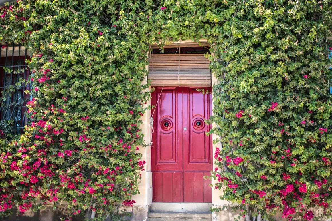 Un ingresso incantevole con una porta rossa vivace, incorniciata da rigogliose piante rampicanti da interno cariche di fiori fucsia.