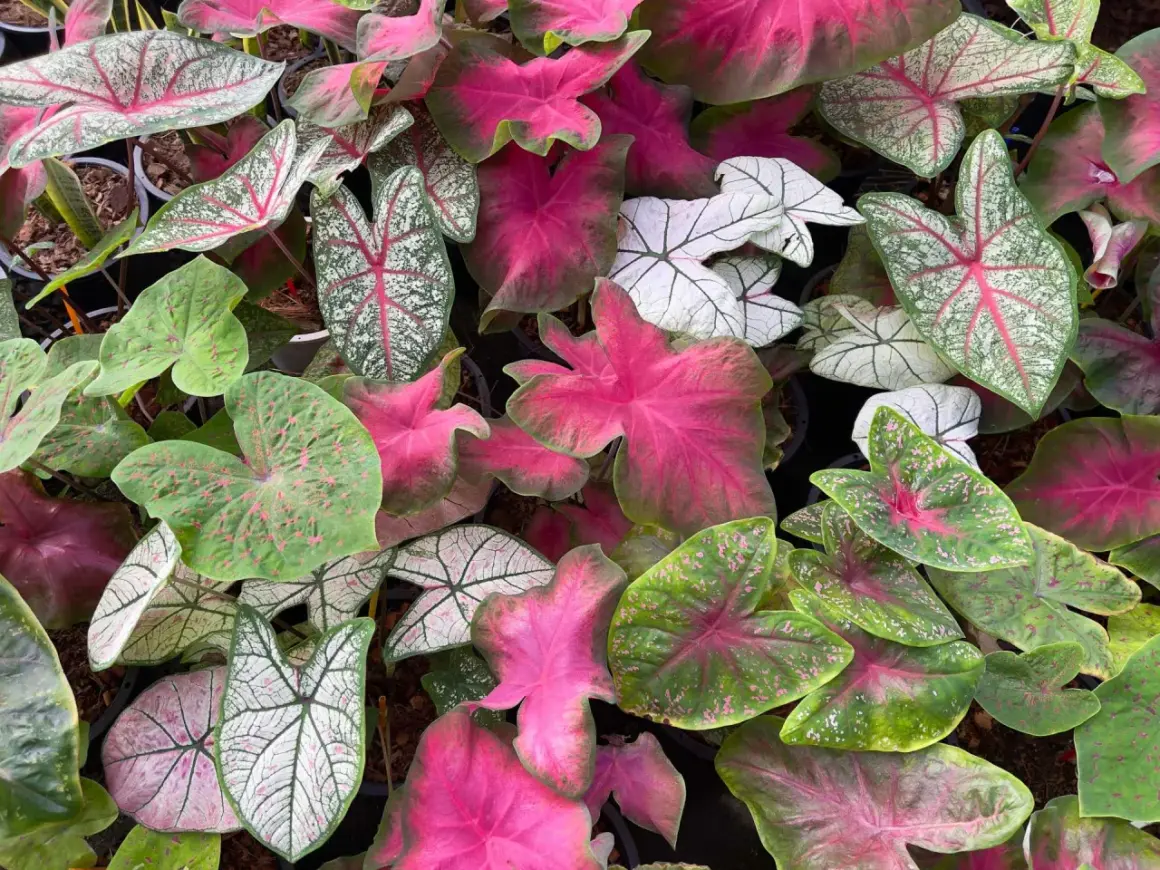 Un tripudio di foglie di caladium pianta: verdi, rosa acceso e bianche con venature rosse, creano un mosaico vibrante.