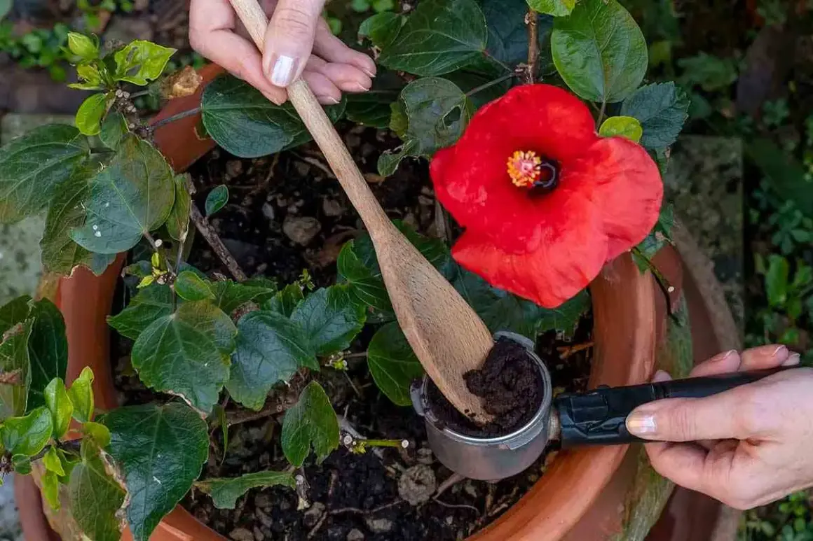 Mani aggiungono fondi di caffè a un ibisco rosso. Scopri quali piante non concimare con fondi di caffè per evitare danni.