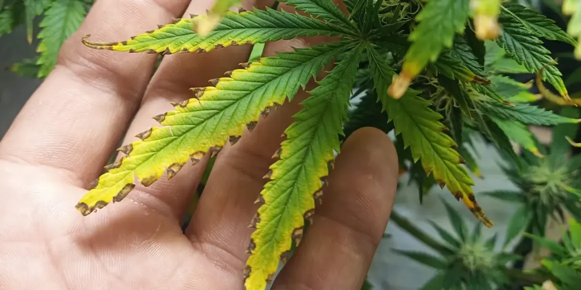 Foglie di cannabis con punte bruciate e ingiallite, segno di stress. La mano che le tiene mostra la gravità del problema, forse un eccesso di nutrienti al top max.