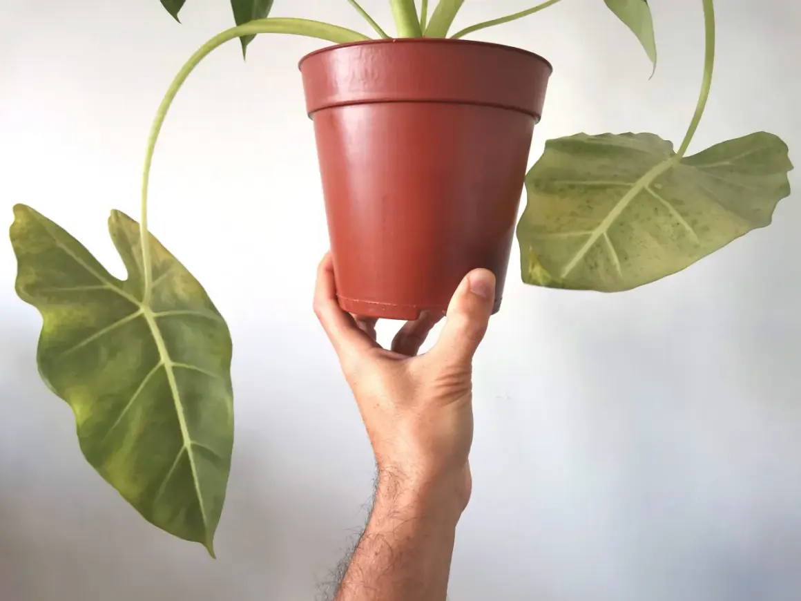 Mano che tiene un vaso di Alocasia con foglie ingiallite, possibili segni di alocasia malattie.