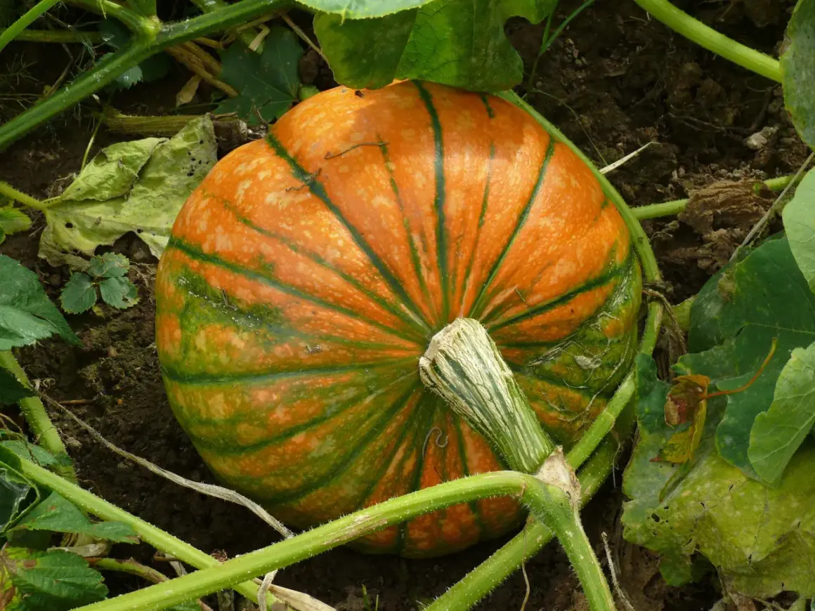 Una giovane pianta di zucca con una zucca arancione e verde striata, ancora attaccata al suo fusto, cresce tra le foglie.