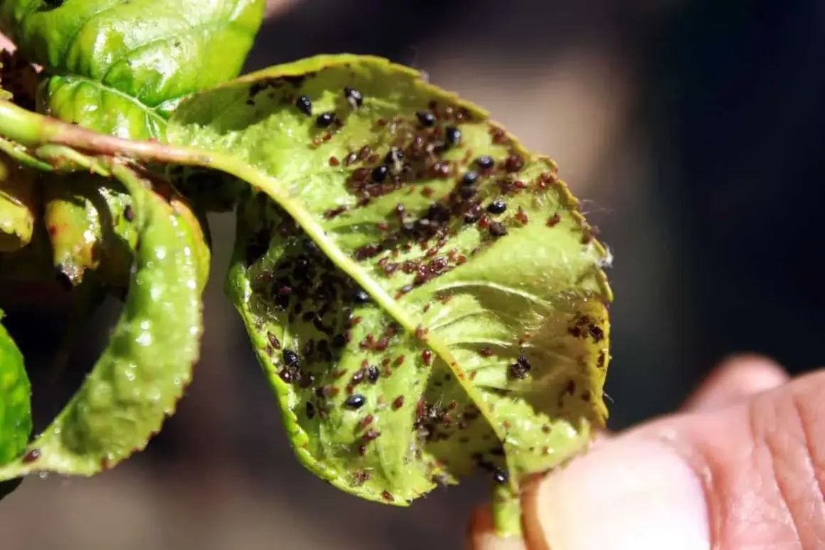 Foglia verde infestata da afidi, alcuni neri, altri rossastri, che producono melata.