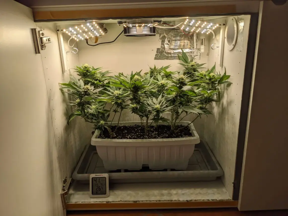 Small cannabis plants growing in a white planter inside a grow box with LED lights and a thermometer.
