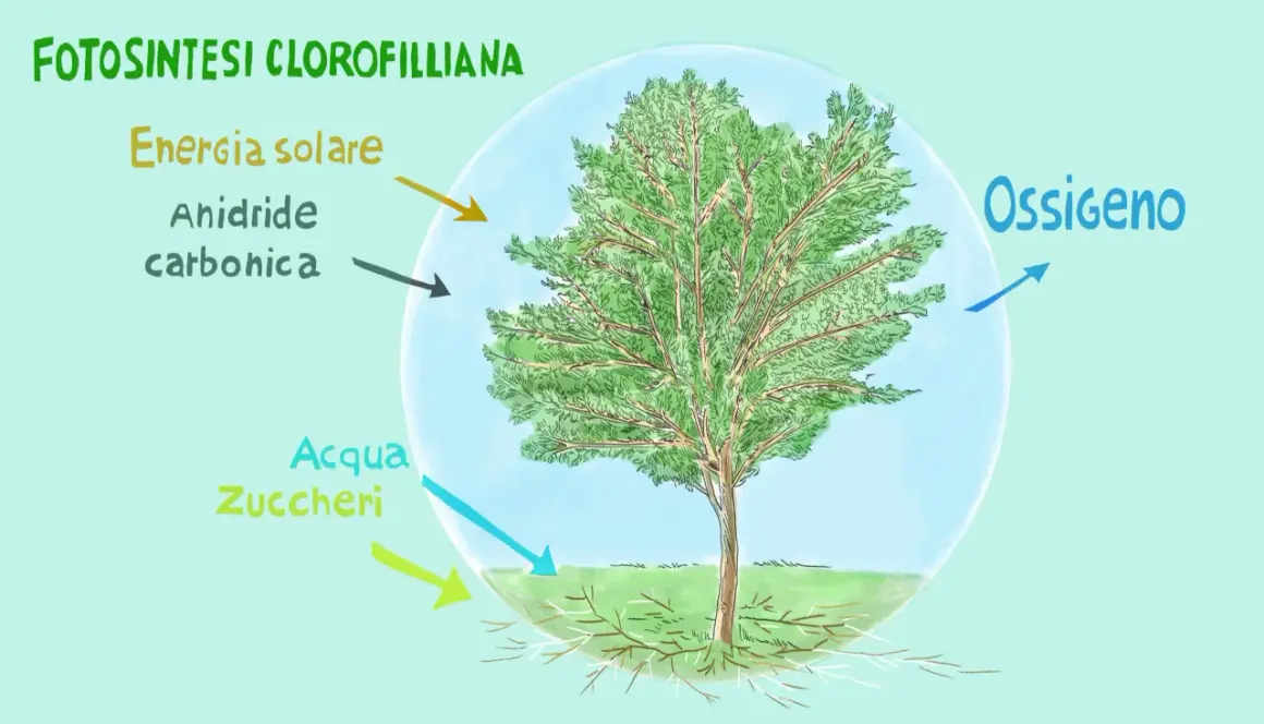 La fotosintesi clorofilliana produce ossigeno, energia solare, anidride carbonica, acqua e zuccheri.