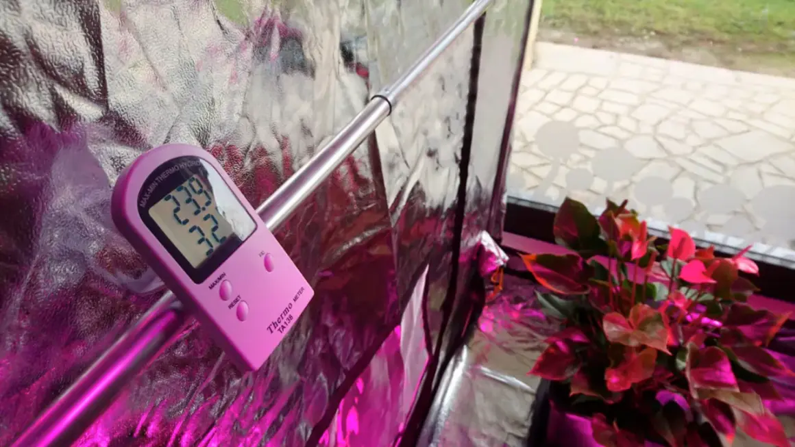 Termoigrometro con sonda rosa misura 23.9°C e 32% umidità, vicino a una pianta di anthurium sotto luce viola.