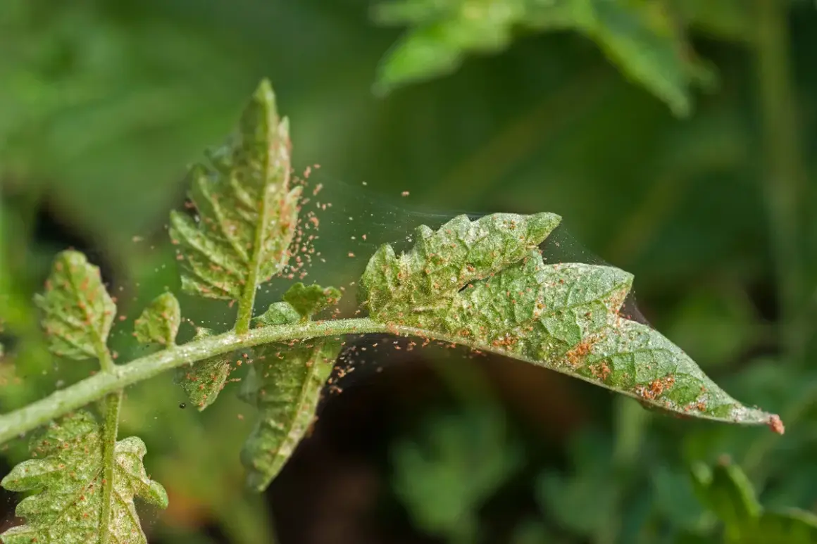 Foglia di pomodoro infestata da acari neri, con sottili ragnatele che coprono le piccole creature.