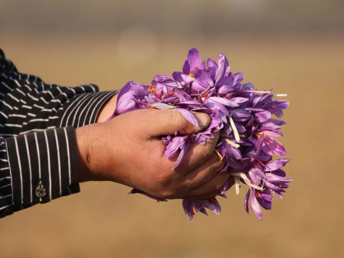 Mani raccolgono fiori viola, segno della preziosa coltivazione zafferano.