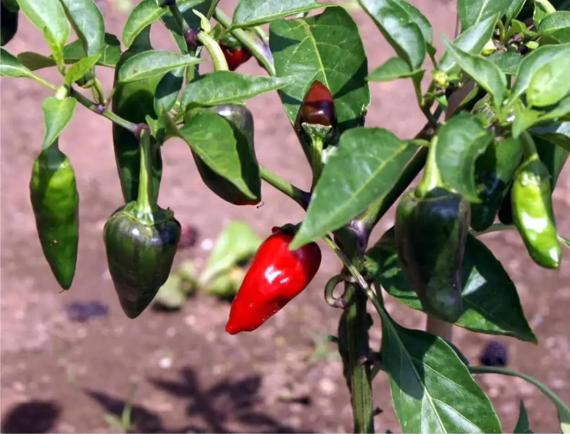 Peperoncini verdi e rossi su un ramo. Alcuni sono ancora acerbi, altri maturi, pronti per misurare il loro piccantezza Scoville.