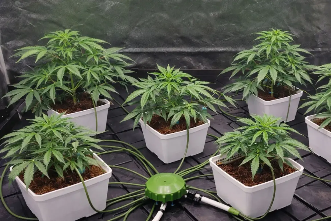 Piante di cannabis in vasi bianchi, collegate a un sistema di irrigazione Atami Wilma.