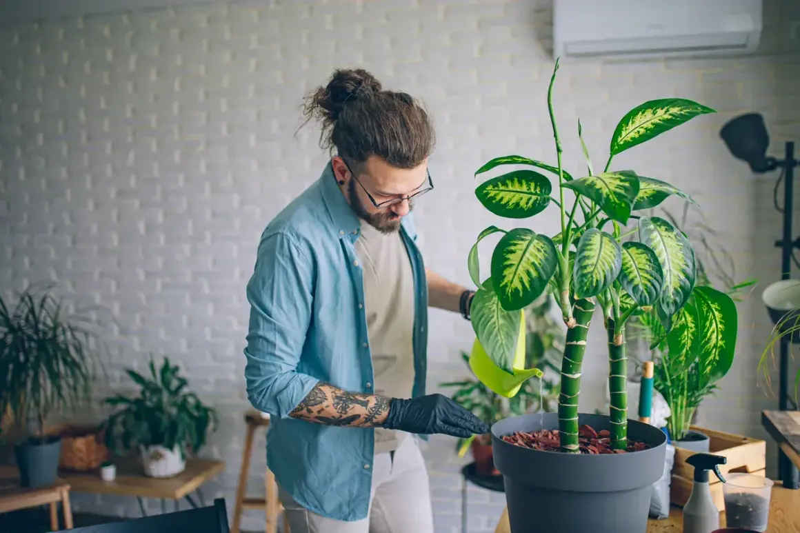Uomo con guanti neri annaffia una dieffenbachia velenosa, con cura per evitare il contatto.