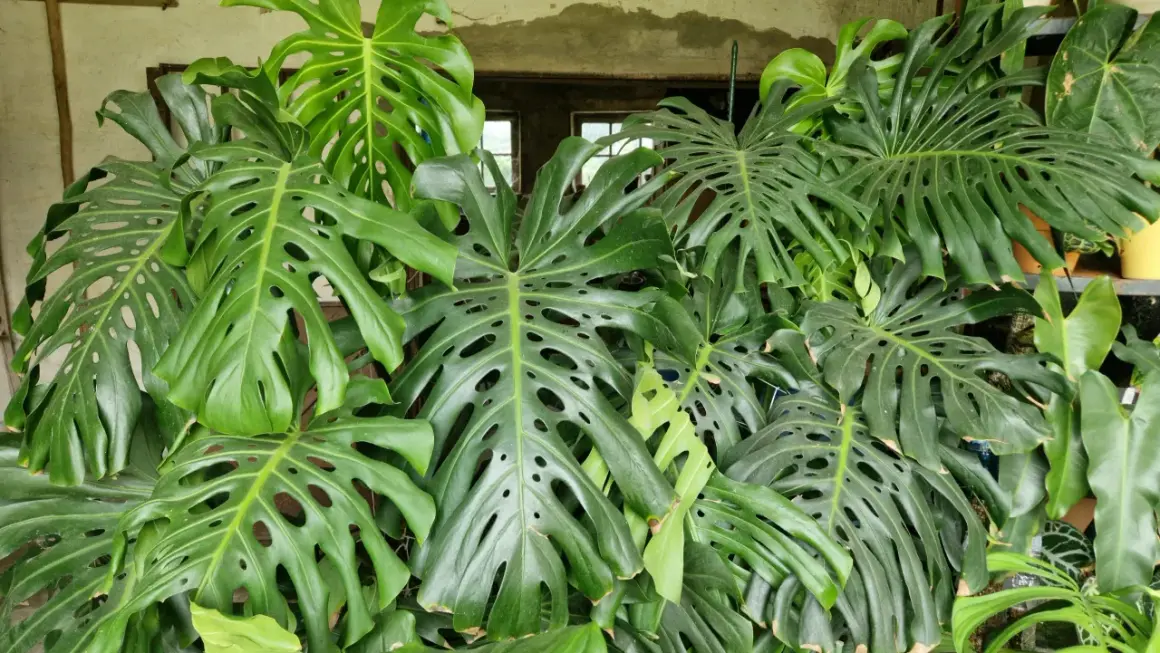 Un groviglio di foglie verdi di monstera, alcune con buchi caratteristici, crea un angolo lussureggiante. Una piccola monstera, ancora in crescita, si fa strada tra le sorelle più grandi.