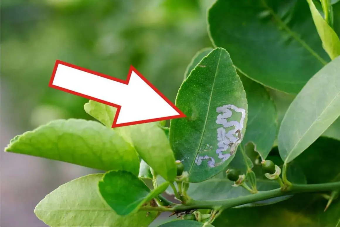 Foglia di limone con gallerie della minatrice serpentina. Scopri i rimedi naturali per combatterla.