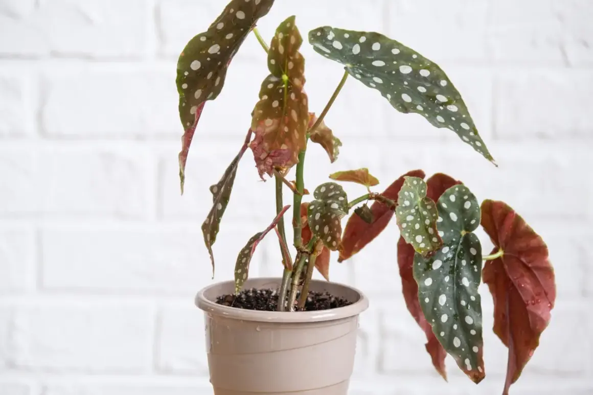Begonia maculata con foglie verdi maculate di bianco e rossastre, in vaso beige.