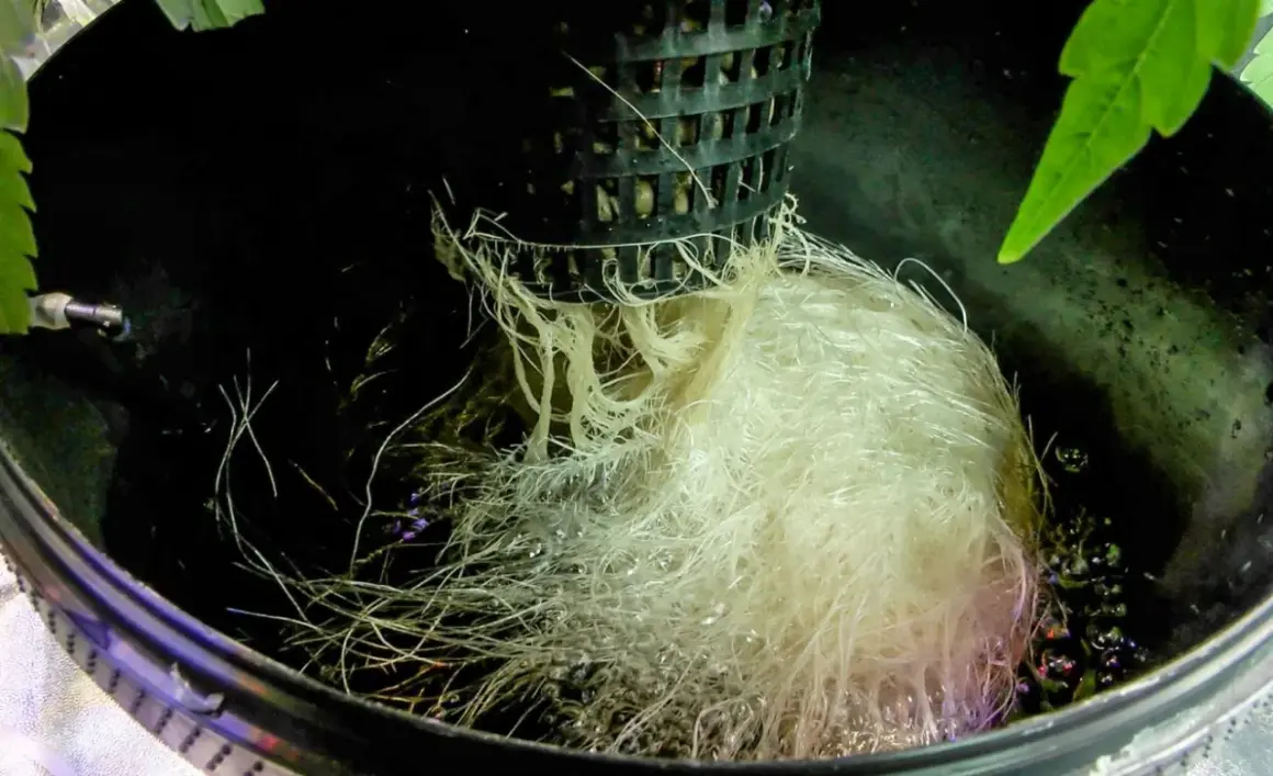 Radici sane e folte in un sistema DWC (Deep Water Culture), immerse in acqua ossigenata.