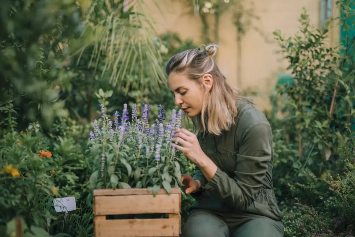 Donna annusa fiori viola in un progetto angolo erbe aromatiche in giardino.