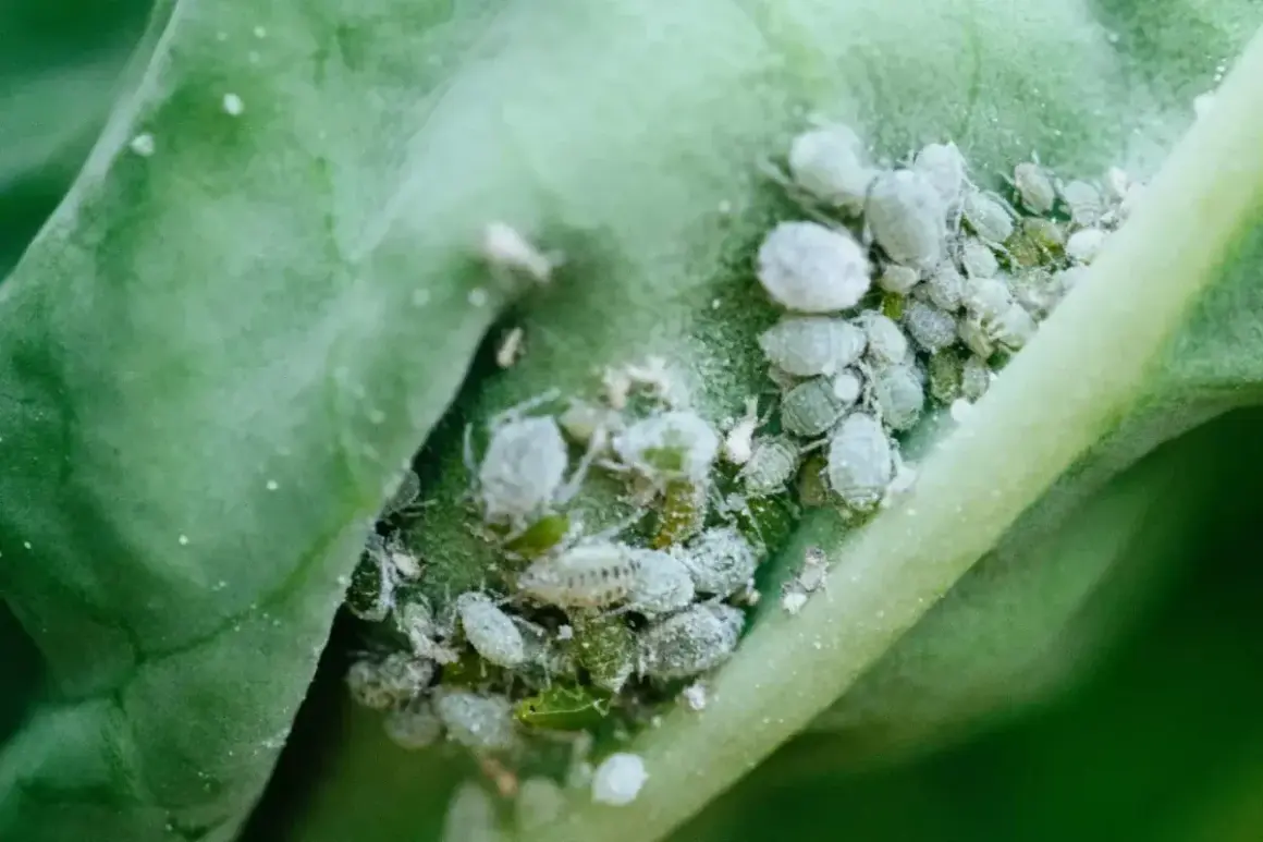 Un gruppo di afidi bianchi e verdi su una foglia verde. Un problema comune per chi vuole eliminare afidi bianchi dalle proprie piante.