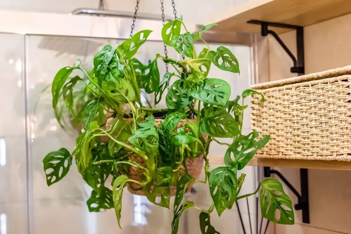 Monstera adansonii, uno dei tipi di monstera più amati, con le sue foglie traforate, pende da un vaso sospeso.