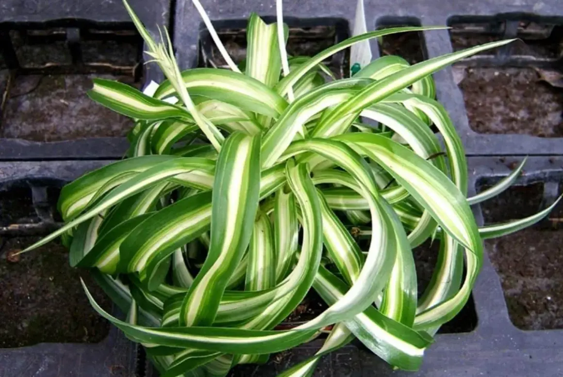 Un rigoglioso spiderplant con foglie verdi e bianche striate, in un vaso nero.