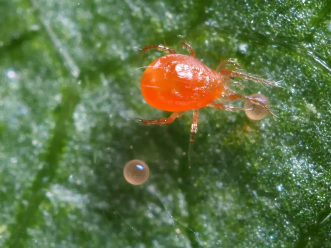 Un ragno rosso grande, con le sue uova, riposa su una foglia verde.