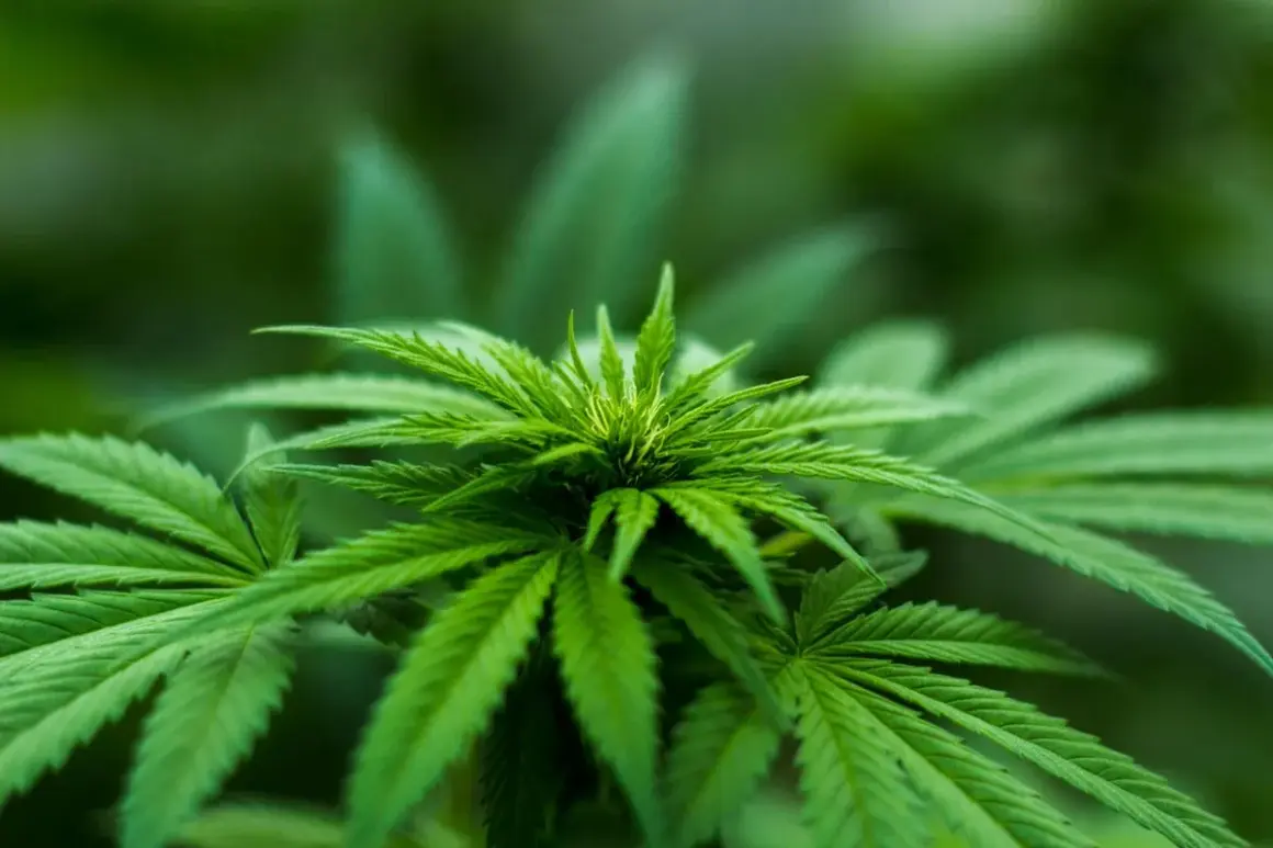 Pianta di cannabis in crescita, con foglie verdi vibranti. Immagina il suo potenziale in una grow box 150x150x200.