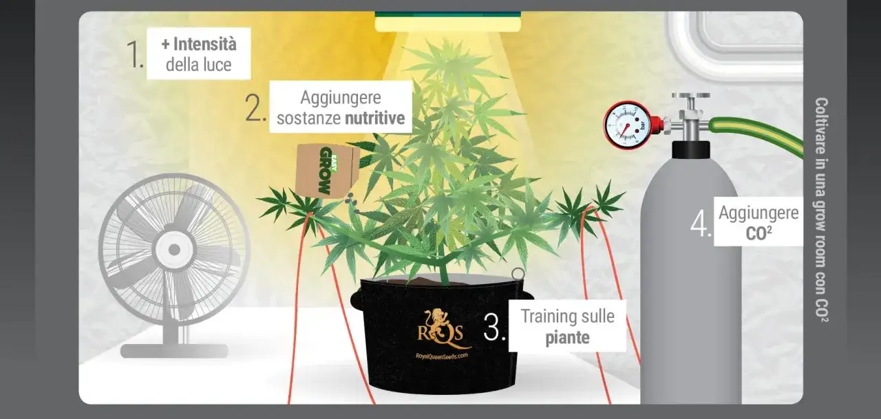 CO2 grow box, quando serve davvero e come usarla in sicurezza