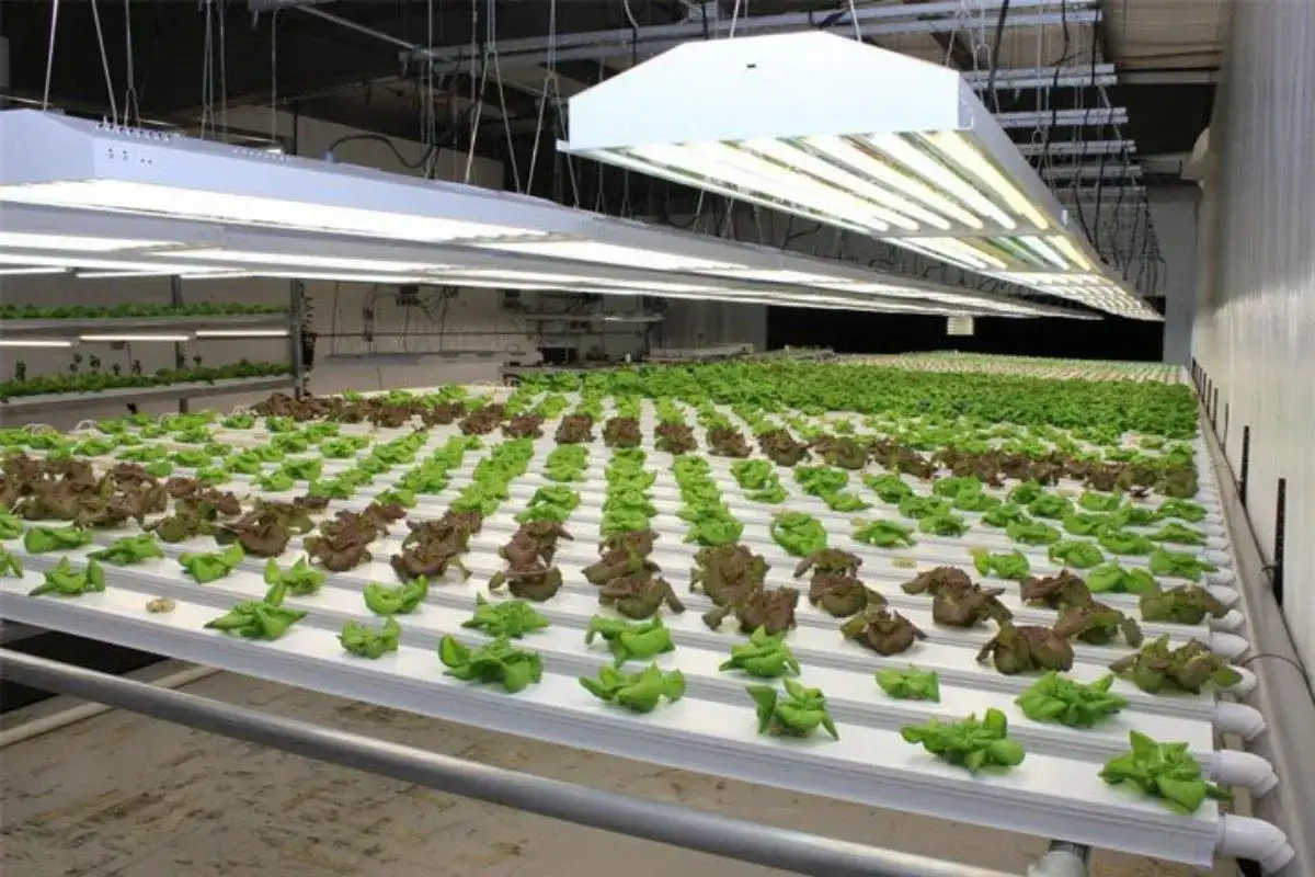 Serra idroponica e grow box - come gestire luce, clima e pH